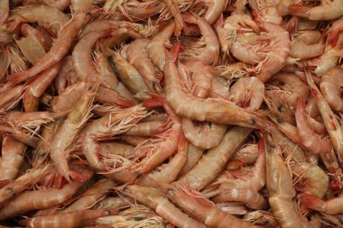 Vejetaryen olmayan deniz ürünleri karidesleri