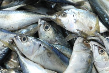 Teknedeki Ölü Balıklar