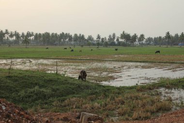 Fabrikada içme suyu.