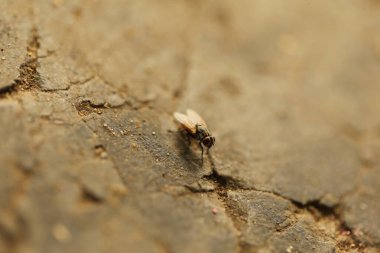 Böcek sineğinin evi.