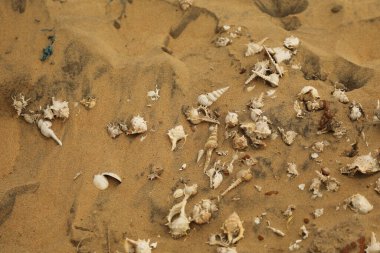 Kumsaldaki kum dokusu