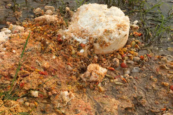 stock image Food in the Garbage dump India