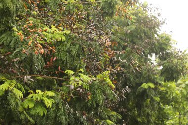 Ağaçtaki Hint İlaçlı Meyveleri