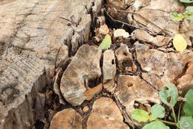 Doğada Kuru Ağaç Gövdesi Dokusu