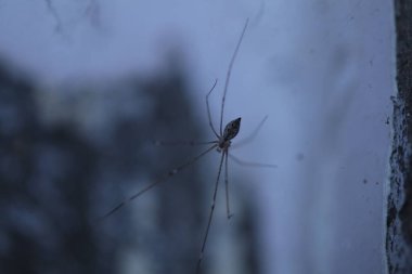 Örümcek 'in makro görüntüsü