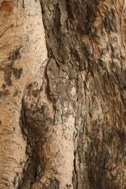 Huge tree Trunk texture