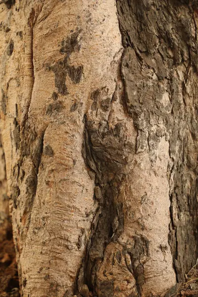 stock image Huge tree Trunk texture