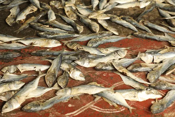 stock image Dry Fish in the House