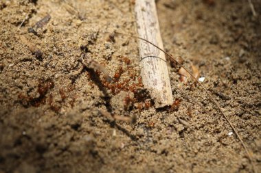 Hasarlı Kırsal Ev Çamur Duvar Dokusu