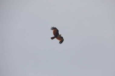 Kuş Kartal gökyüzünde uçuyor