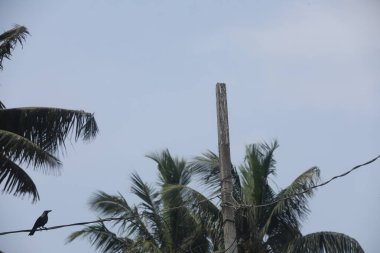 Güç Kablosundaki Kara Karga