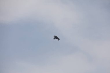 Kuş Kartal gökyüzünde uçuyor