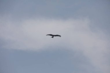 Kuş Kartal gökyüzünde uçuyor