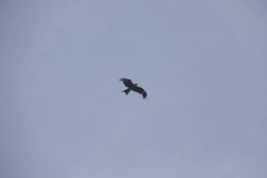 Kuş Kartal gökyüzünde uçuyor