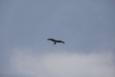 Kuş Kartal gökyüzünde uçuyor