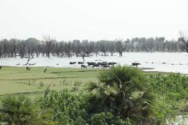 Buffalo, Hyderabad Hindistan kırsalında.