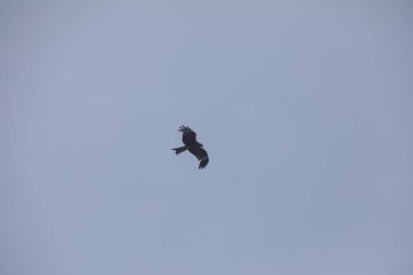 Kuş Kartal gökyüzünde uçuyor
