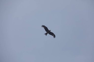 Kuş Kartal gökyüzünde uçuyor