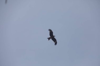 Kuş Kartal gökyüzünde uçuyor