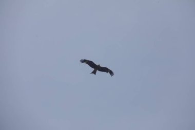 Kuş Kartal gökyüzünde uçuyor