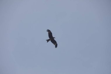 Kuş Kartal gökyüzünde uçuyor