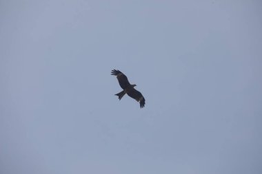 Kuş Kartal gökyüzünde uçuyor