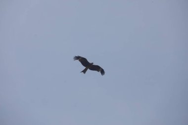 Kuş Kartal gökyüzünde uçuyor