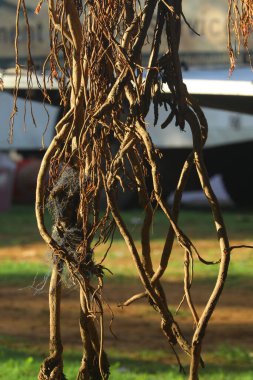Büyük Bilgelik Ağacının Kökleri