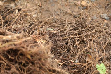 İlaçlı bitki Macro shot 'ı