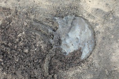 Sahildeki Ölü Ahtapot 'un Cesedi