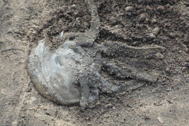 Sahildeki Ölü Ahtapot 'un Cesedi