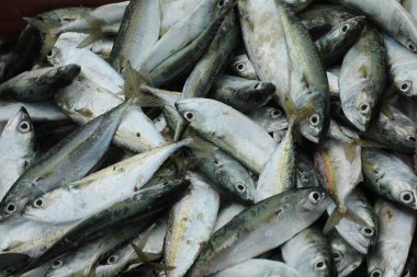 Sahildeki Ölü Balıklar