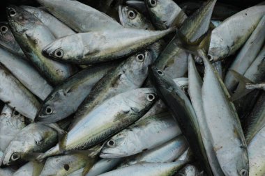 Sahildeki Ölü Balıklar