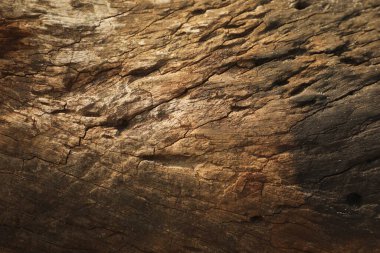 Hasarlı Ağaç Gövdesi desen makro çekim