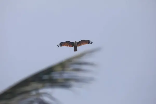 stock image Bird Eagle Flying in the sky