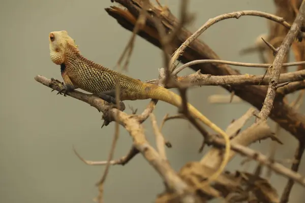 stock image Lizard On a Tree India