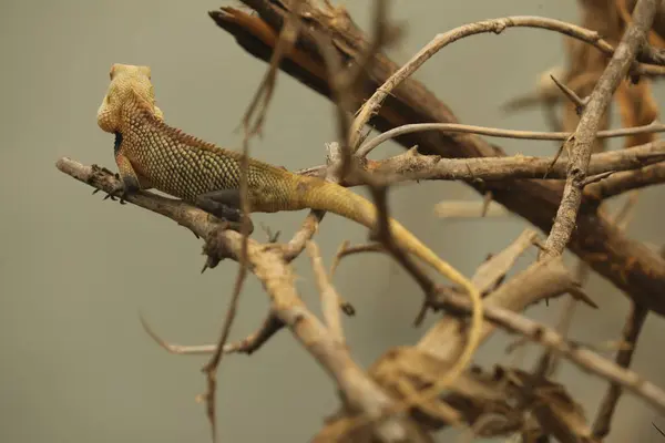 stock image Lizard On a Tree India