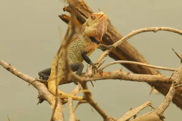 stock image Lizard On a Tree India