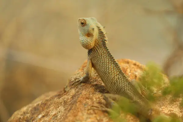 stock image Lizard on the Stone India