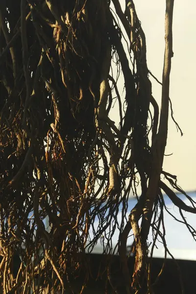 stock image Roots of Huge Wisdom tree