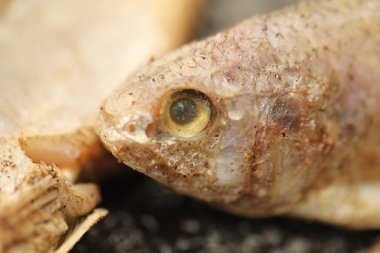 Ölü balık yiyen karıncalar