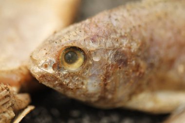 Ölü balık yiyen karıncalar