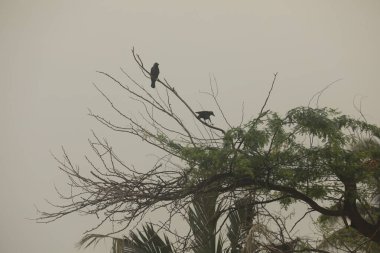 Ağaçtaki siyah karga