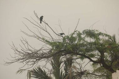 Ağaçtaki siyah karga