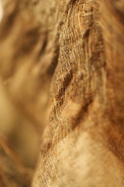 Hindistan cevizi Ağacı Gövdesi İplikleri