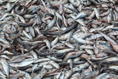 Markette Ölü Balıklar Tezgahı