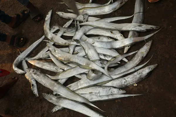 stock image Dead Fishes Counter in a Market