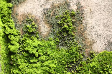 Makro duvarda yosun var.