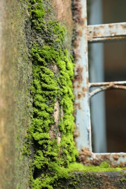 Makro duvarda yosun var.