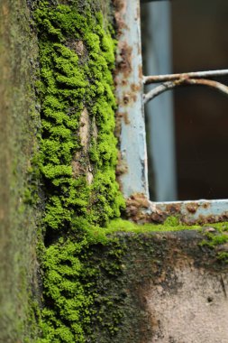 Makro duvarda yosun var.